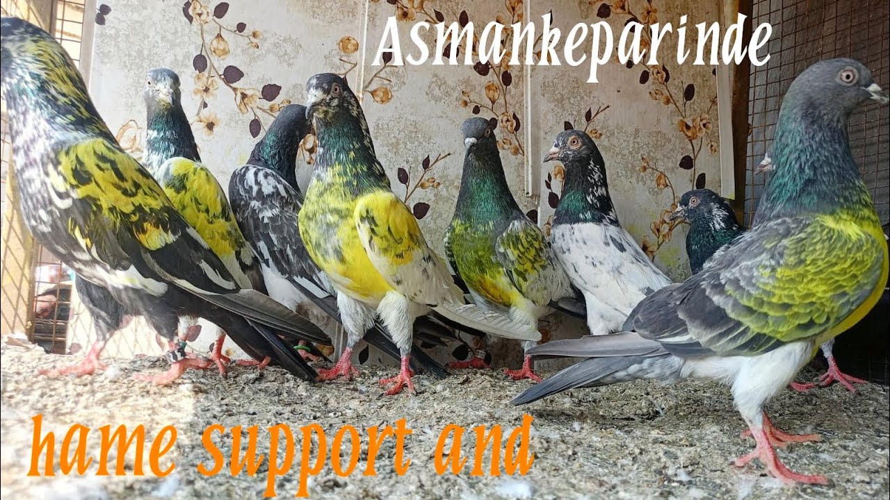 इस कबूतर ने तो कमाल कर दिया जरूर देखे @kingpigeons1831 #virel #pigeon #bird 