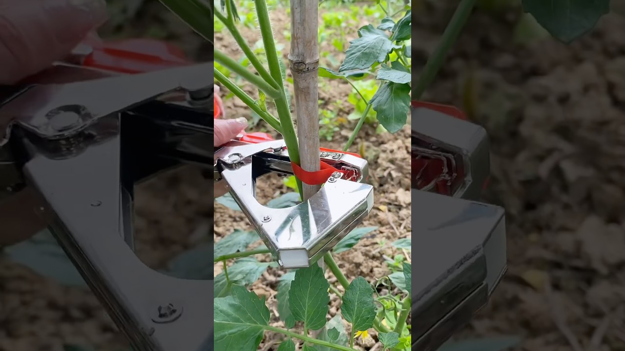 Automatic Plant Tying Machine: Boosting Efficiency in Vineyard and Garden Management&rdquo; &bull; #Satisfying,