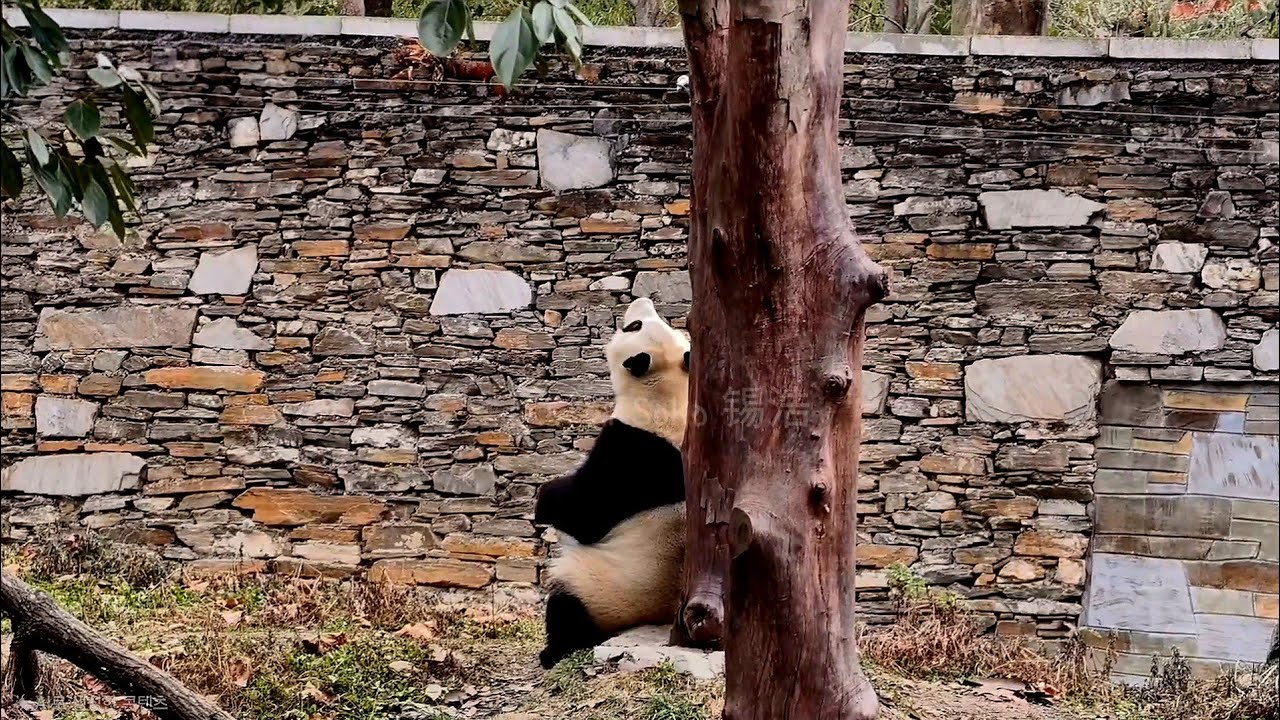 푸야에게 요즘 몸에 변화가 있나 본데요...?! | 1월 23일 오전(푸바오 실시간) Panda Fubao