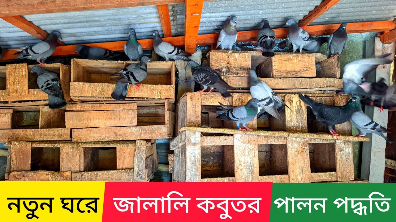 নতুন ঘরে জালালি কবুতর পালন পদ্ধতি | কবুতরের ঘর তৈরির নিয়ম