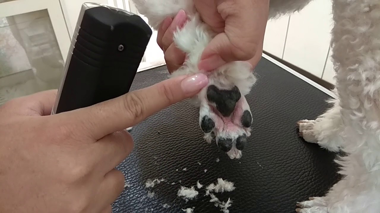 我在寵物店的日子～寵物美容教室~貴賓腳