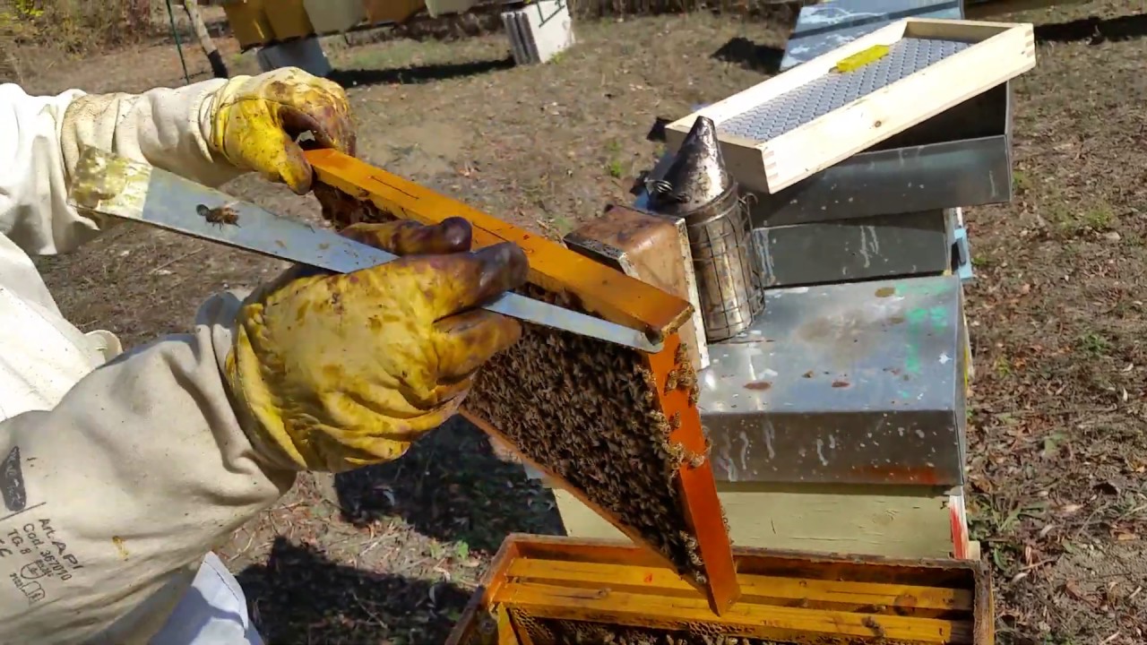 Apicoltura 2019: invernamento sciami e trattamento antivarroa