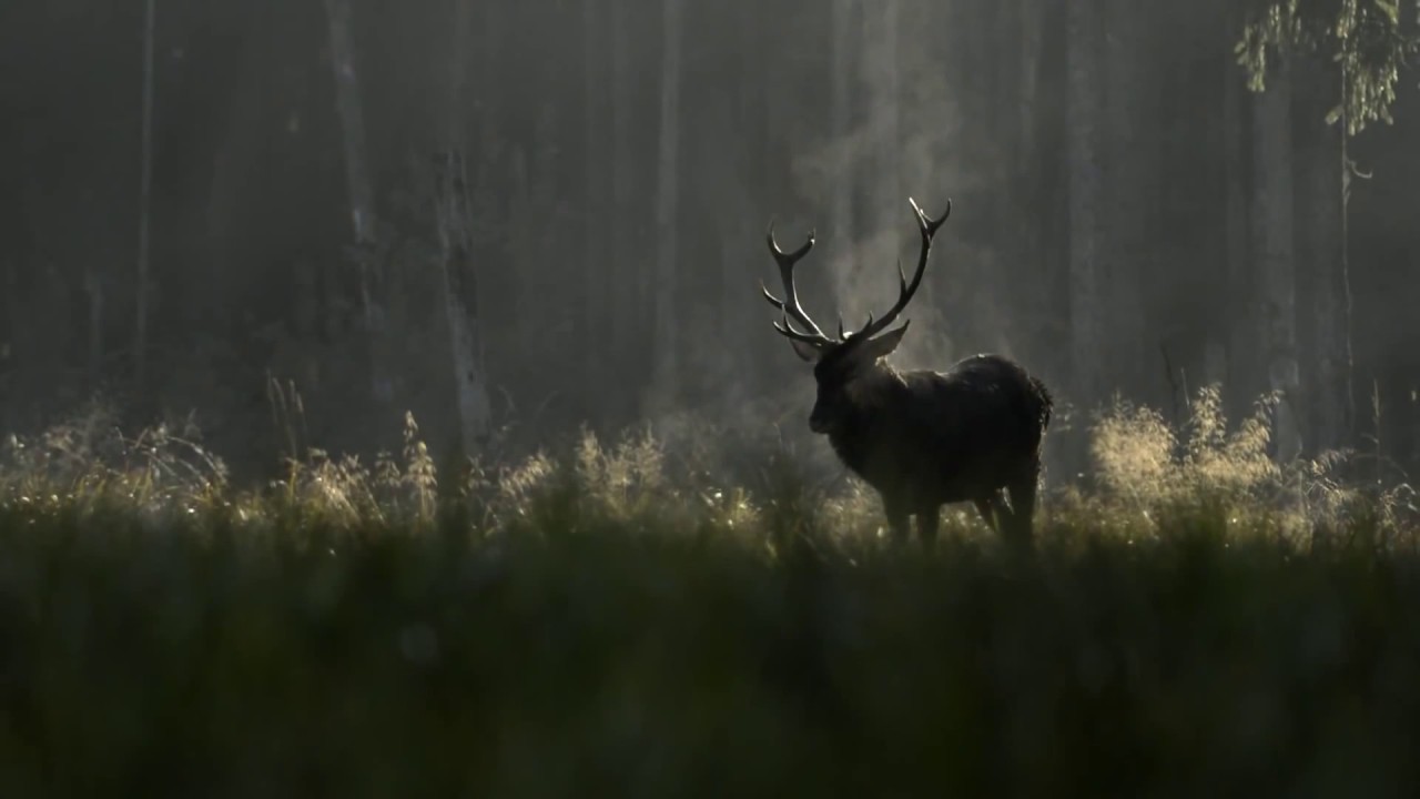 La nuit du cerf Vincent Mugnier