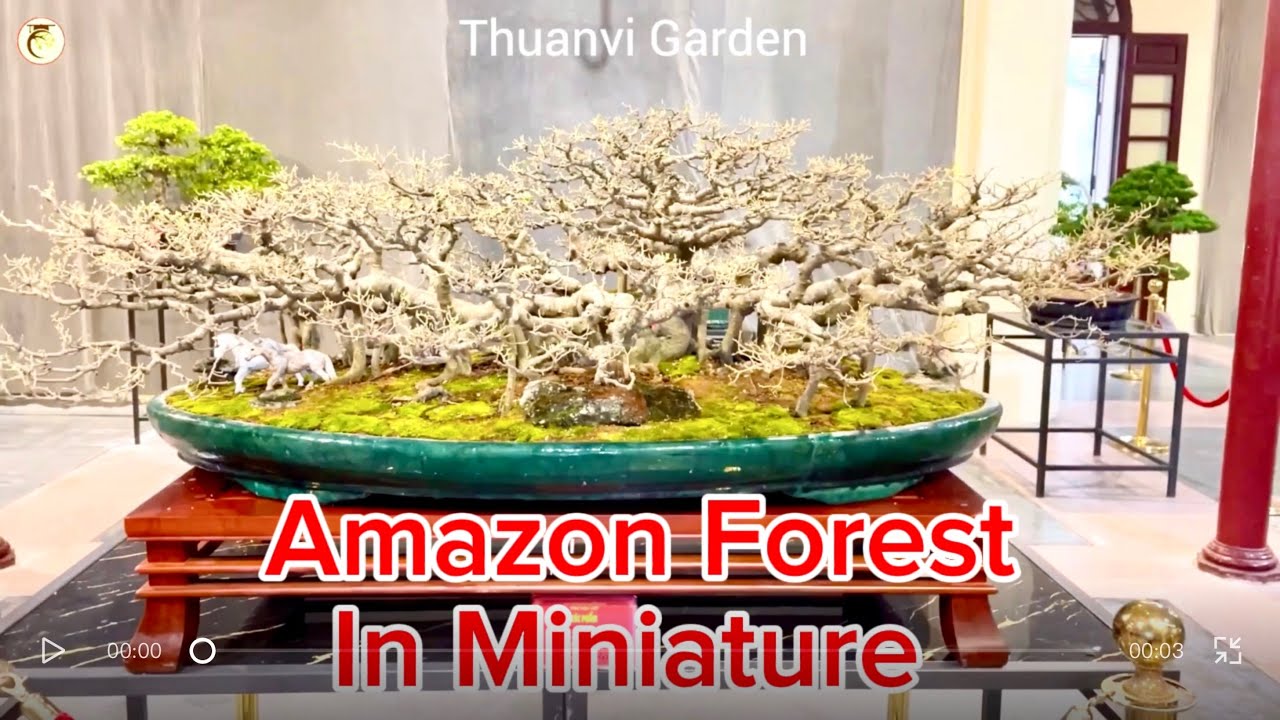 The Amazon Forest Reimagined | Bonsai as Living Nature