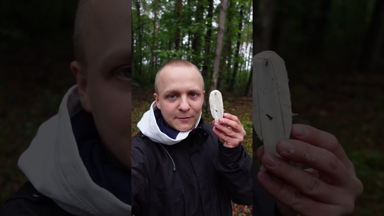 Czernidłak kołpakowaty (łac. Coprinus comatus) grzyb jadalny #grzyby #natura