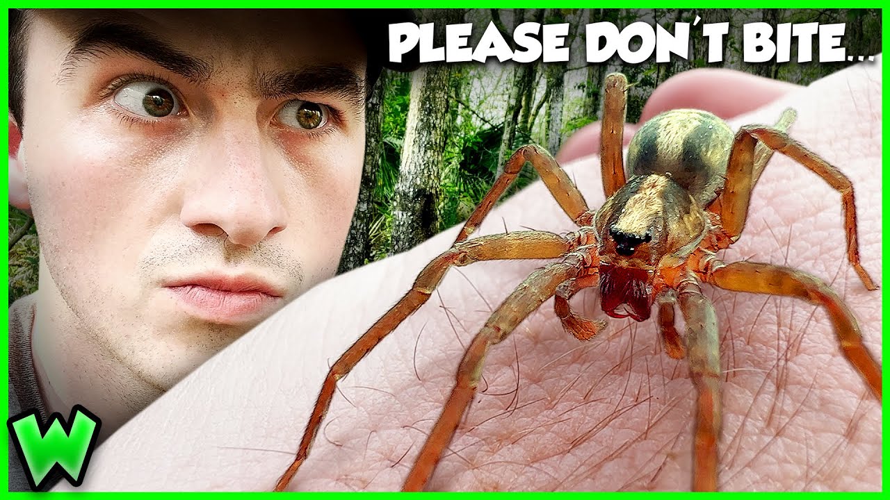 America&rsquo;s Forgotten Venomous Spider - The Wandering Spider