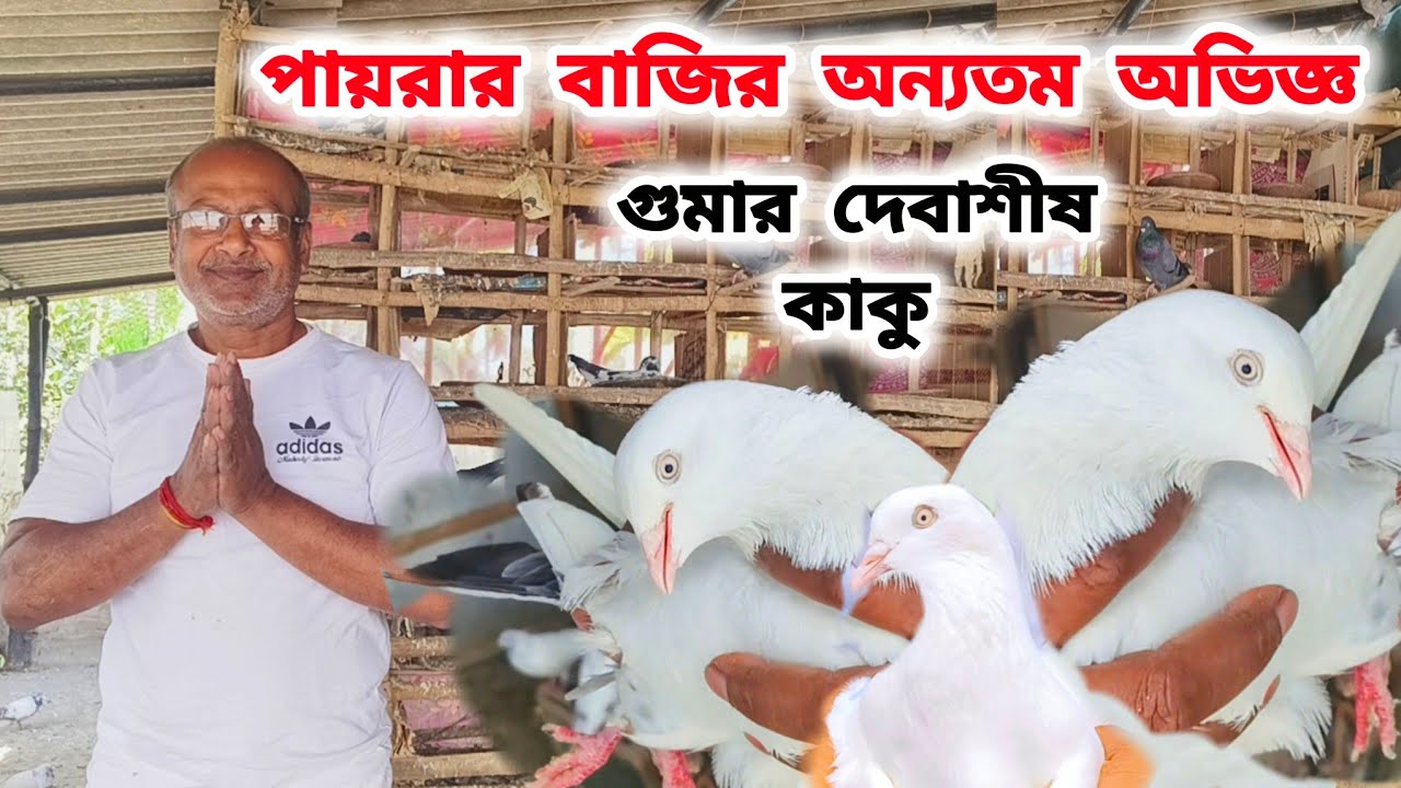 বনগাঁর কবুতর বিশেষজ্ঞ দেবাশীষ কাকু।PART-1।নতুন পায়রা প্রেমীরা সতর্ক হন।@pigeonsloverrj9600 
