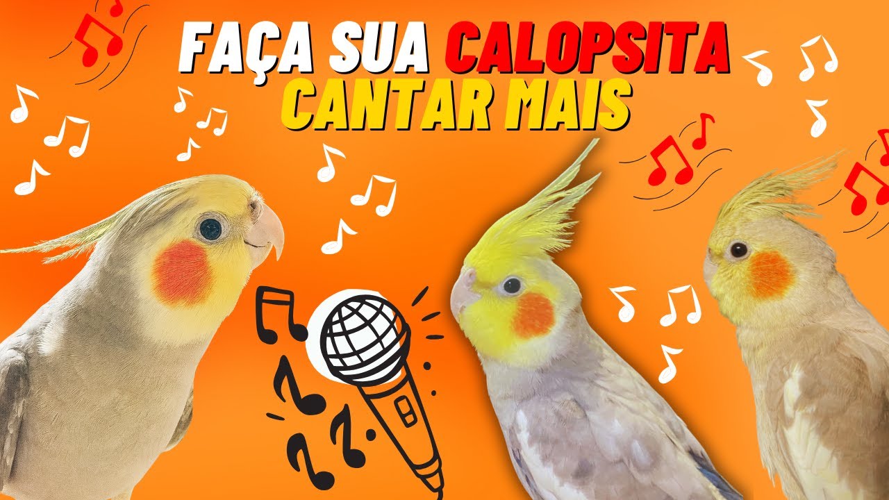 CANTOS PODEROSOS PARA SUA CALOPSITA CANTAR MAIS FELIZ 🐦🎶