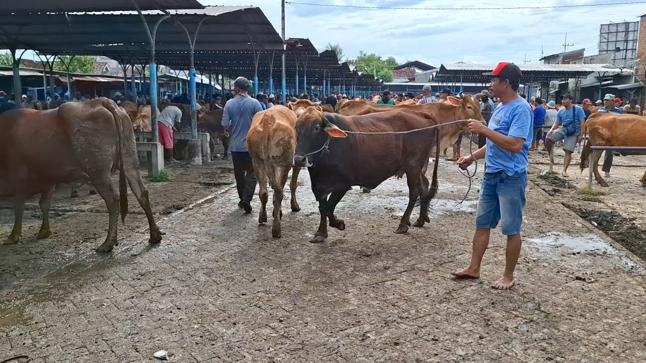 HARGA MURAH ‼️SAPI BABON/INDUKAN BAHAN PENGGEMUKAN || PASAR SAPI GUYANGAN NGANJUK ||
