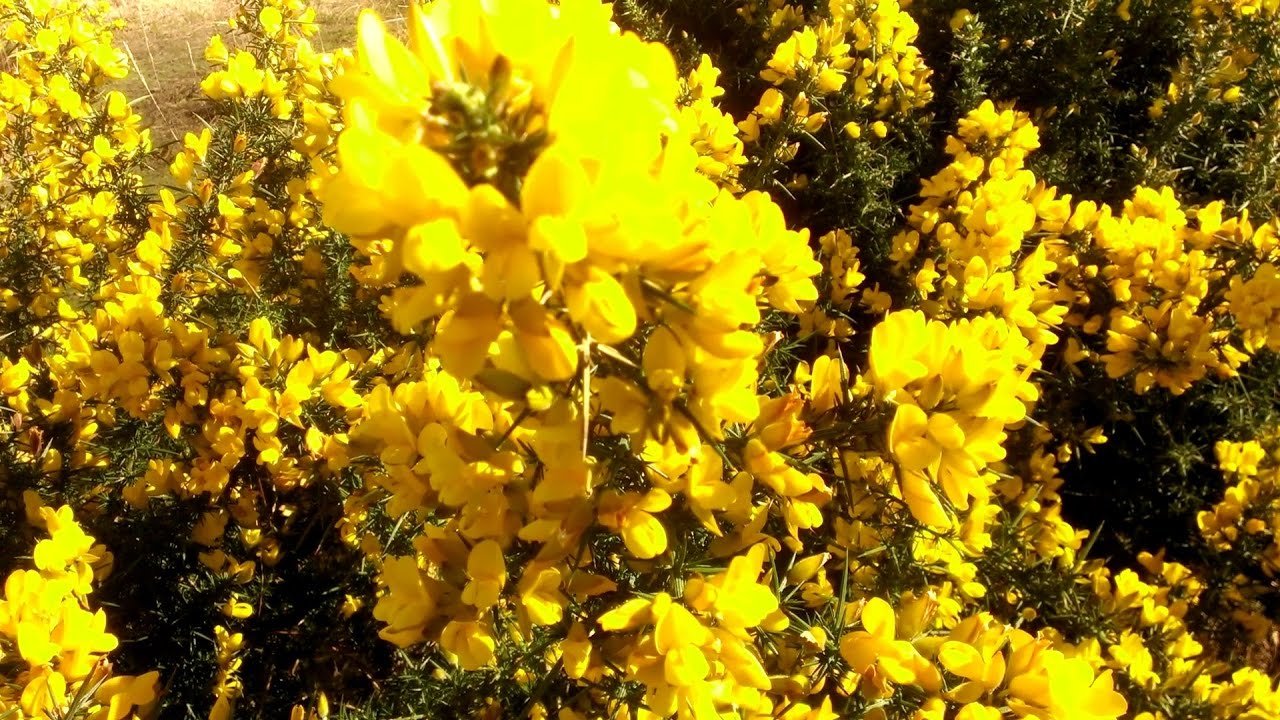Gorse Flower Tea