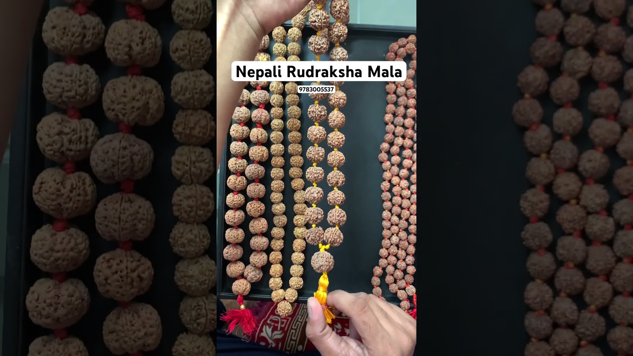 Nepali Rudraksha mala#nepalirudraksha#rudraksha#rudrakshabeads #rudrakshafacts #rudraksha_benefits