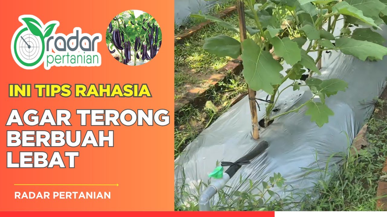 Rahasia Agar Terong Berbuah Lebat dan Tidak Rontok