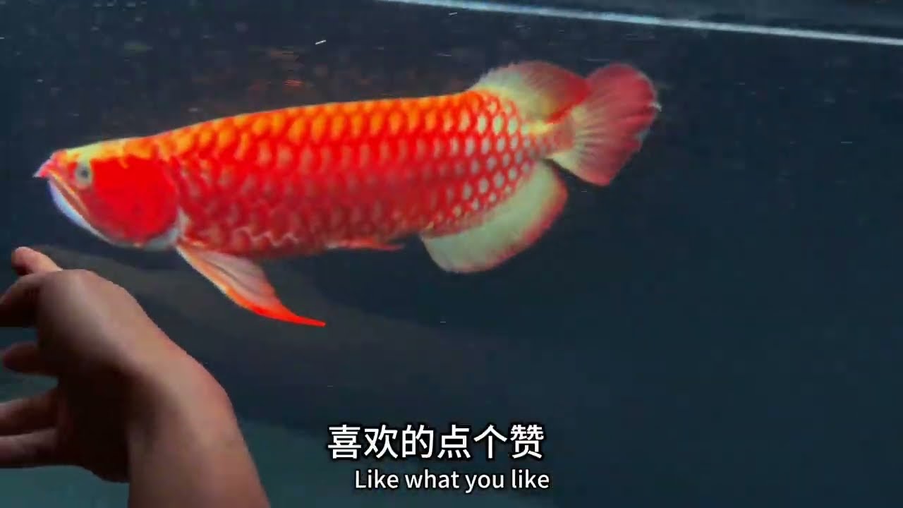 从0养龙鱼第193集（鱼缸灯的种类，位置，作用）