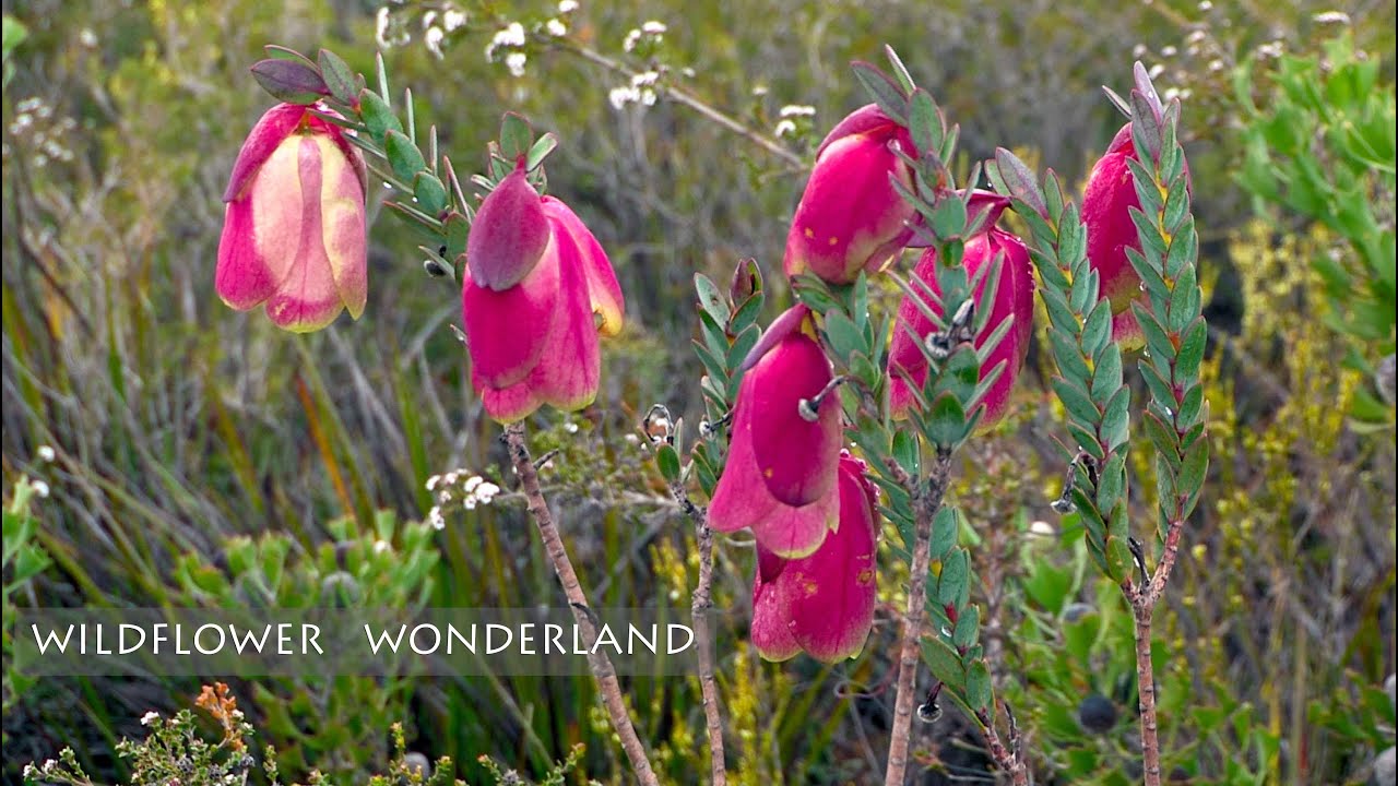 Wildflower Wonderland - the stunning flora of the Ravensthorpe region