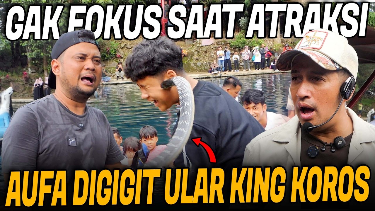 WARGA MAJALENGKA PANIK!!AUFA KENA GIGIT ULAR KING KOROS SAAT PELEPASAN IKAN KOI 