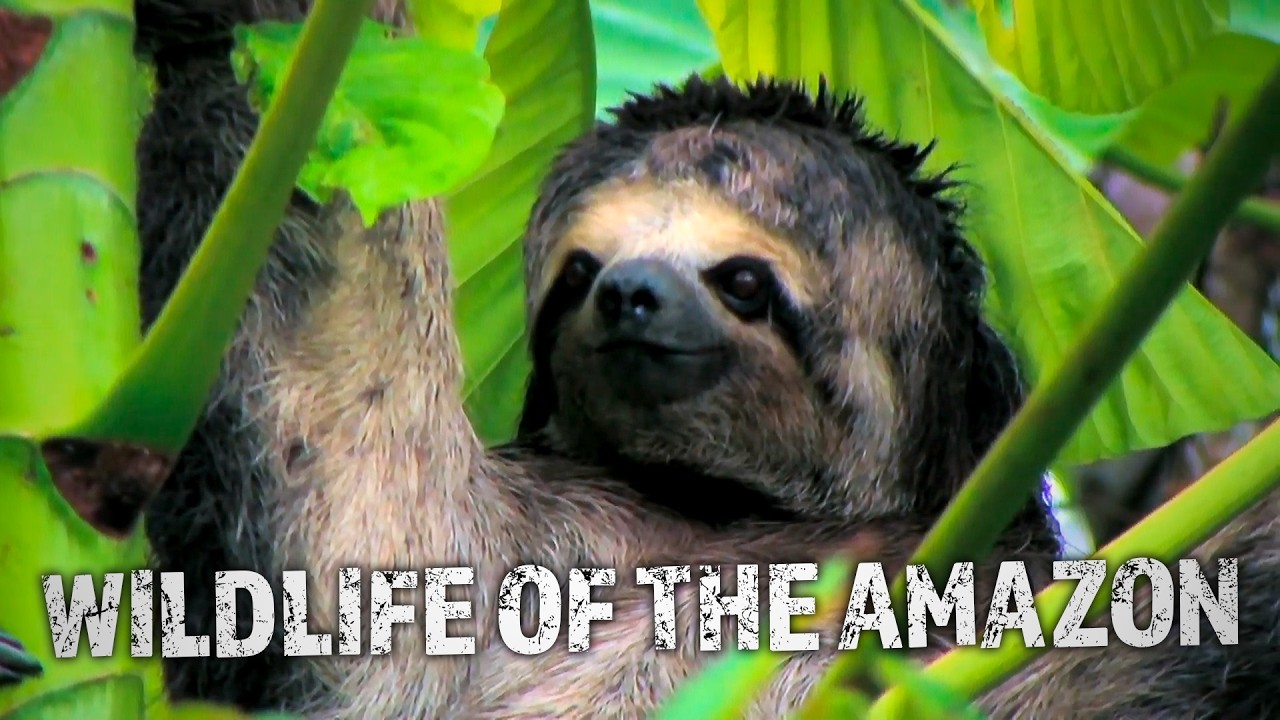 Amazon's Mesmerizing Sloths & Venomous Tarantulas! 🦥🕸️ | Rainforest Wonders | Nature Documentary