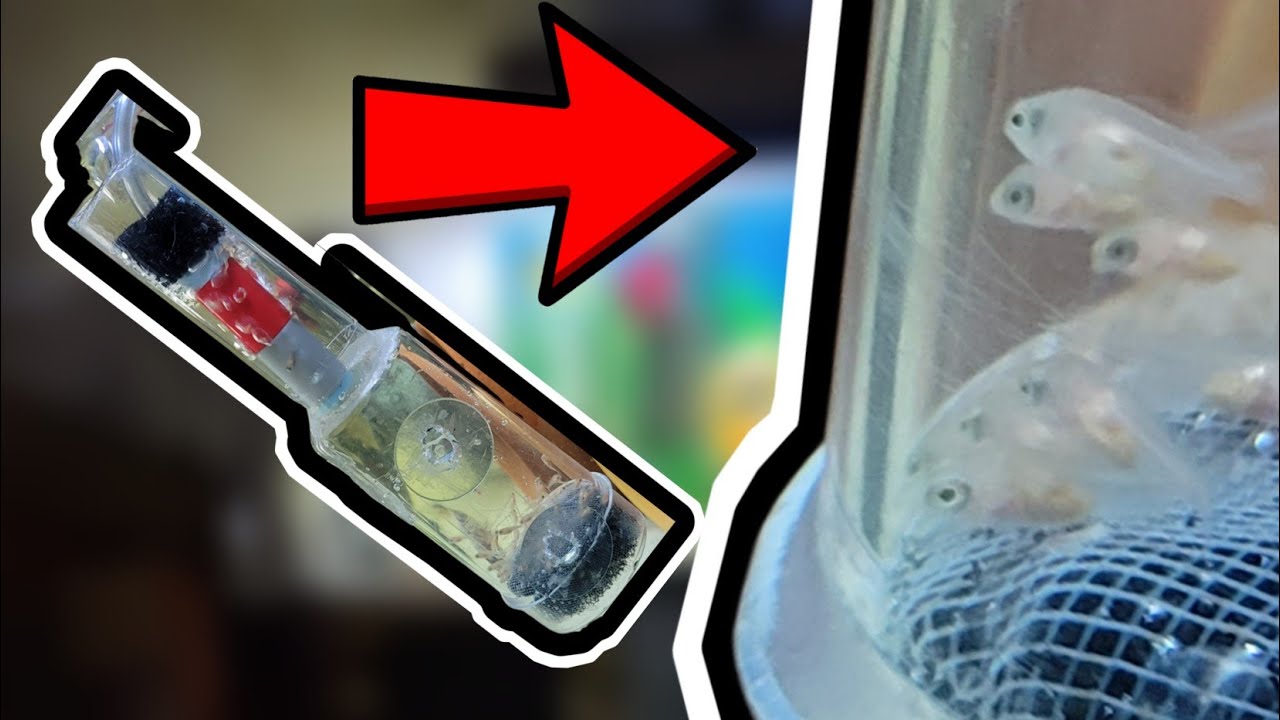 طريقة صناعة حاضنة بيض اسماك السيكليد الافريقي How to make an incubator for eggs of African cichlids