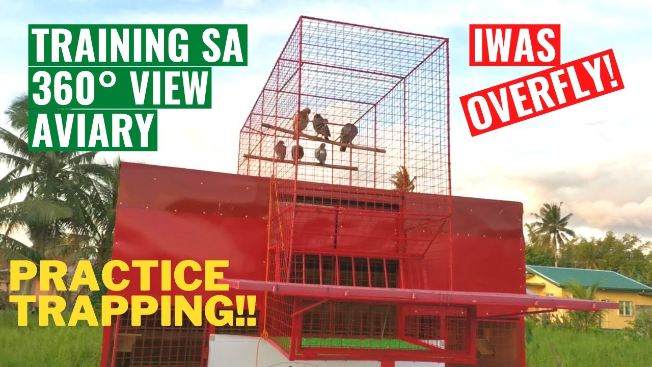 TRAINING SA 360° VIEW AVIARY | IWAS OVERFLY! | TRAPPING PRACTICE GALING SA AVIARY |