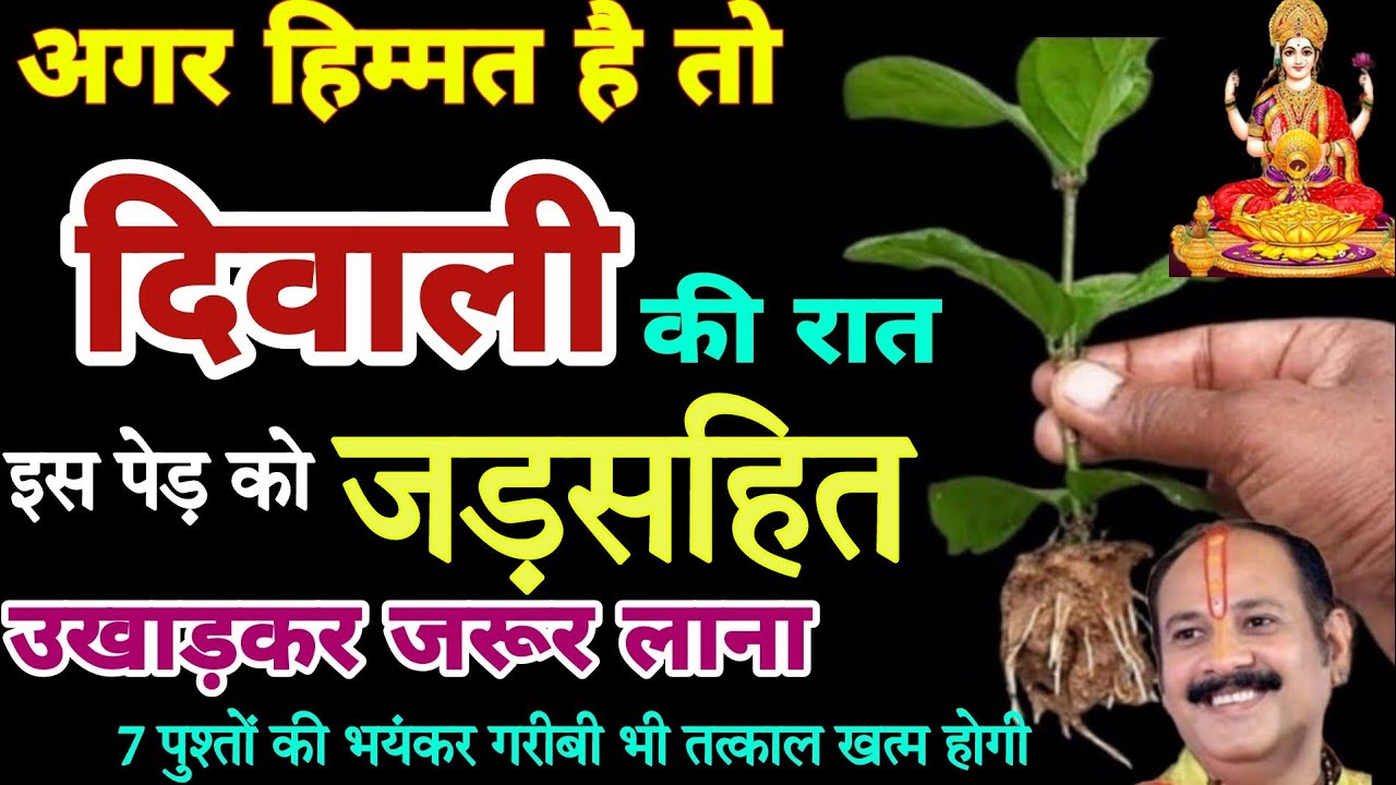 अगर हिम्मत है तो धनतेरस, दिवाली की रात इस पेड़ को जड़सहित उखाड़कर जरूर लाना। Pradeep Mishra ke Upay।