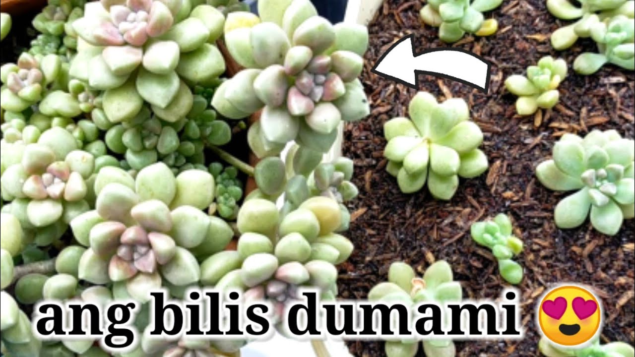 Fast Grower Succulents || Propagating Clavatum & Mendozae • Succulents na madaling alagaan