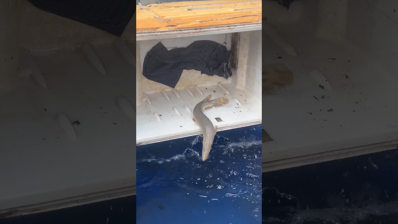 alligator gar 🔥🐊|#short #alligator #fish  #fishtank