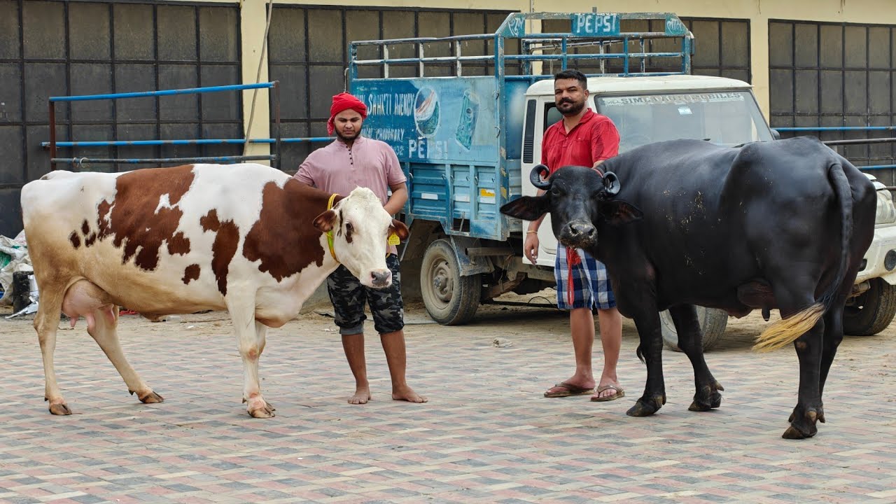 5 ਮੱਝਾਂ ਅਤੇ 16 ਗਾਵਾਂ ਪ੍ਰਦੀਪ ਲੋਹਾਖੇੜਾ ਵਾਲੇ ਕੋਲ ਵਿਕਾਊ, 5 Buffaloes and 16 Cows for sale 