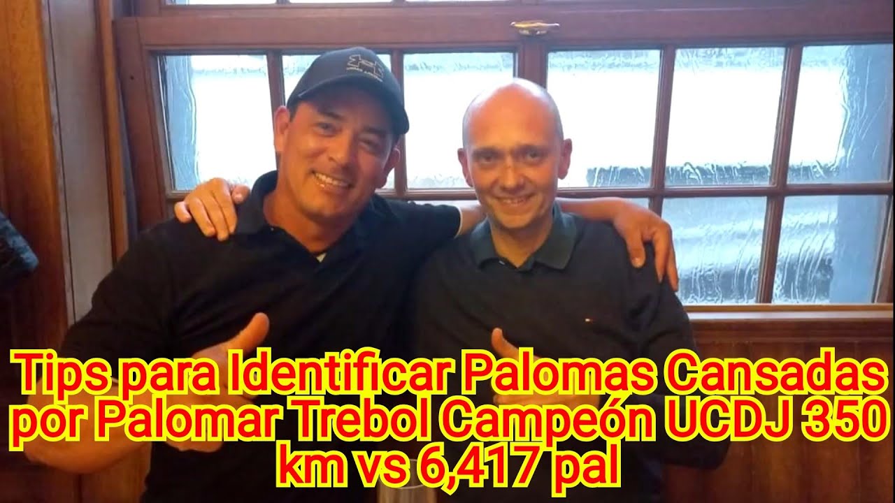Tips para Identificar Palomas Cansadas por Palomar Trebol Campeón UCDJ 350 km vs 6,417 pal