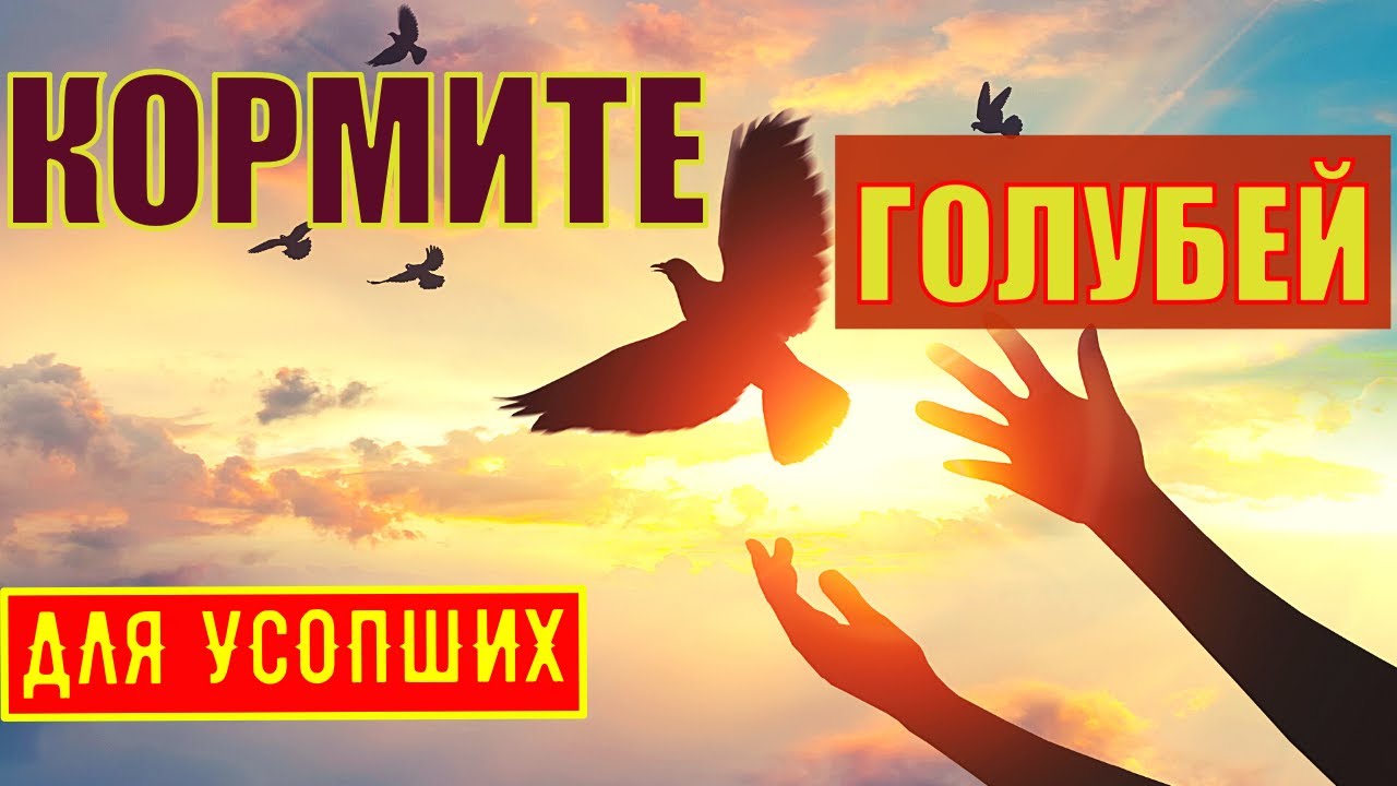 Кормите голубей. Помогите своим усопшим. Почему нужно кормить голубей для вымаливания усопших душ.