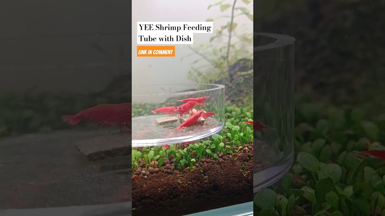 YEE Shrimp Feeding Tube with Dish ❤️ #aquarium #fish #shrimp #fishaquarium #plantedtank #feeding