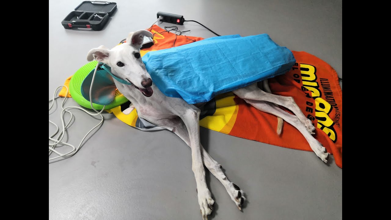 Rehabilitación veterinaria de hernia cervical no quirúrgica