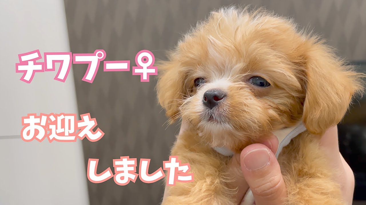 【お迎え初日】チワプーの子犬をお迎えしました。【多頭飼い】