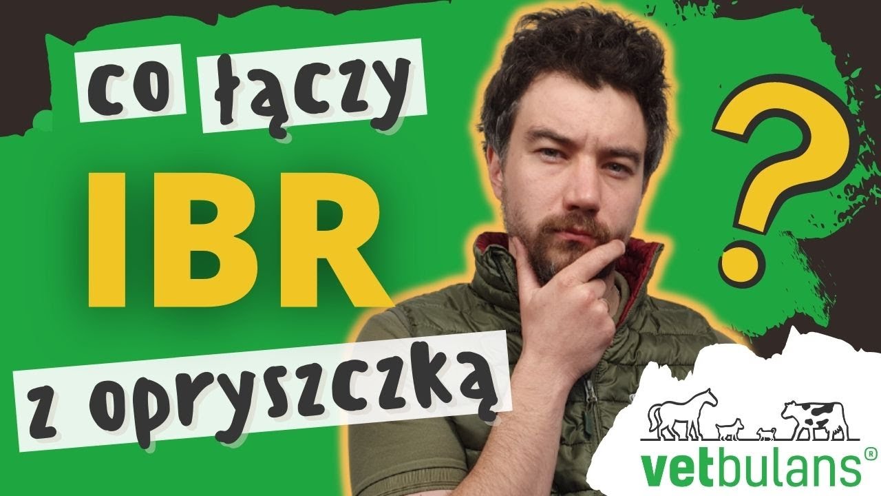 IBR u bydła 🐄 | O to pow&oacute;d - dlaczego nie udaje Ci się wyleczyć IBR !  | lekarz weterynarii wyjaśnia