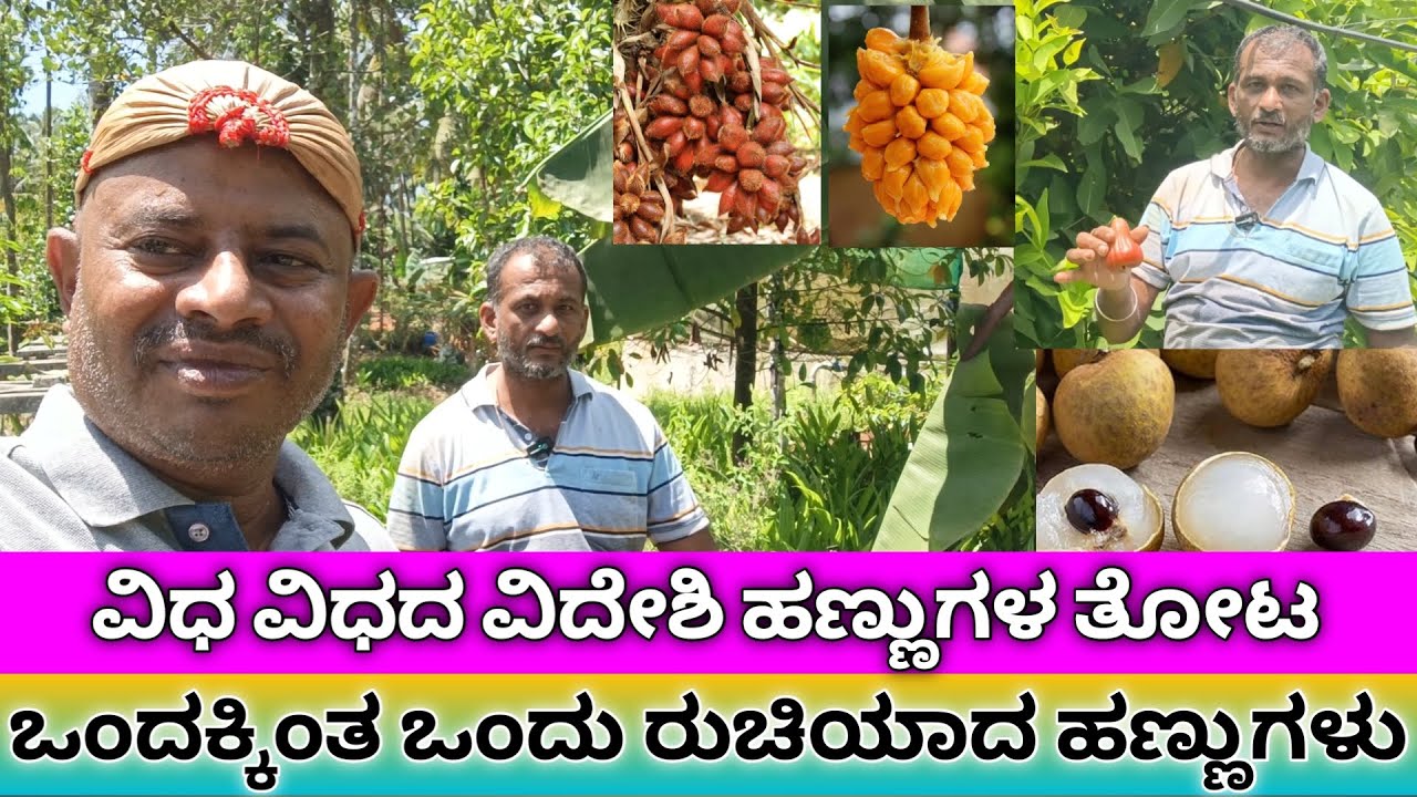 ವಿಧ ವಿಧದ ವಿದೇಶಿ ಹಣ್ಣುಗಳ ತೋಟ | exotic fruits farming in kannada | different types of fruits plants