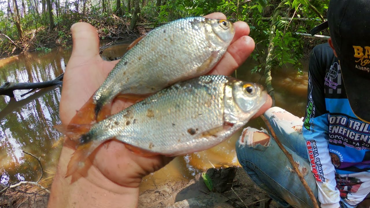 Pescaria  de Lambari gigante #pescaria #lambari #brasil #pescacaipira #pescadores #pesca #fishing