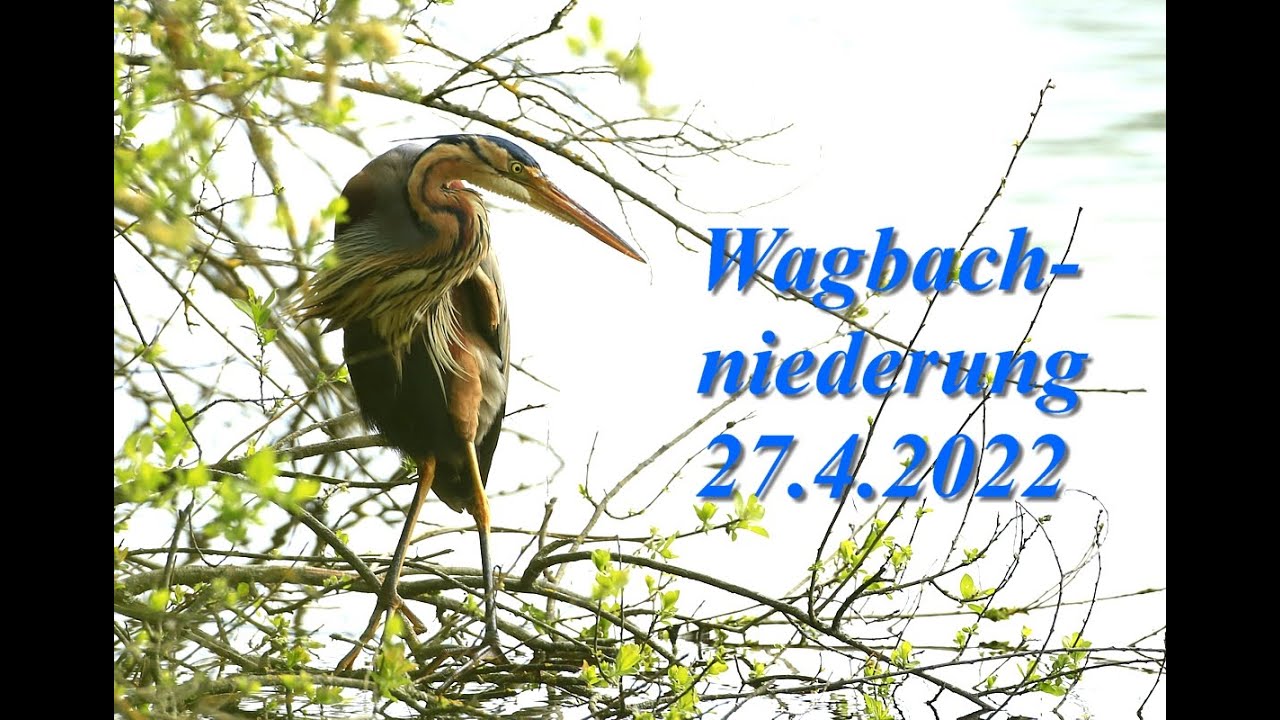 Wagbachniederung 27.April 2022, Purpurreiher, Raubseeschwalbe, Purple heron, caspic tern