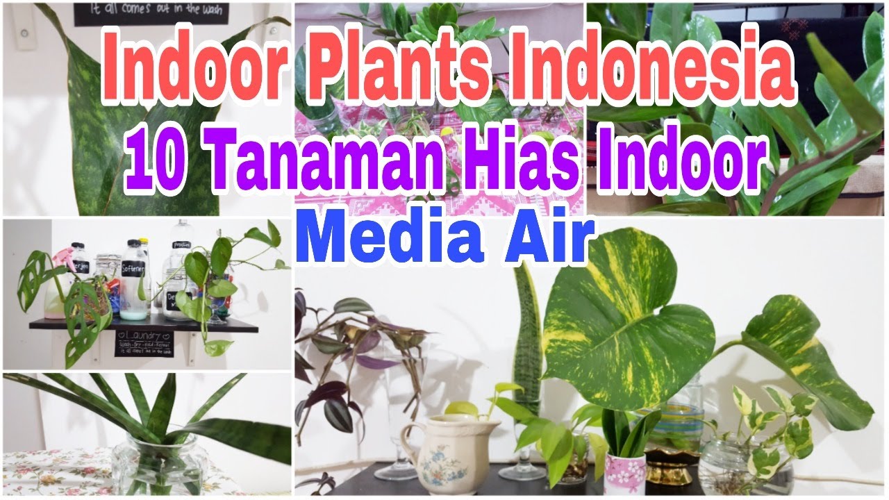 Tanaman Hias Indoor Media Air | Indoor Plants Indonesia