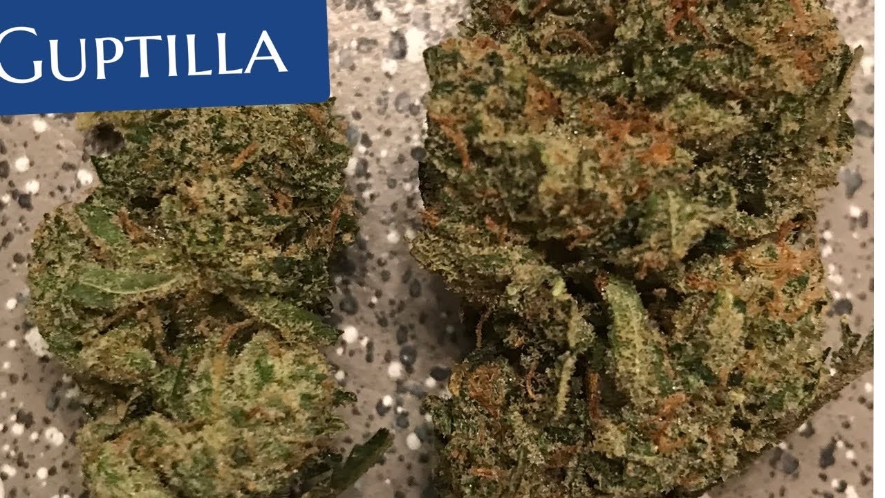 Weed strain review smoking on Guptilla