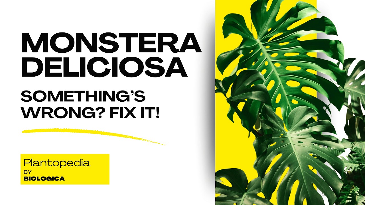 Monstera Deliciosa | The World’s Most Popular Houseplant