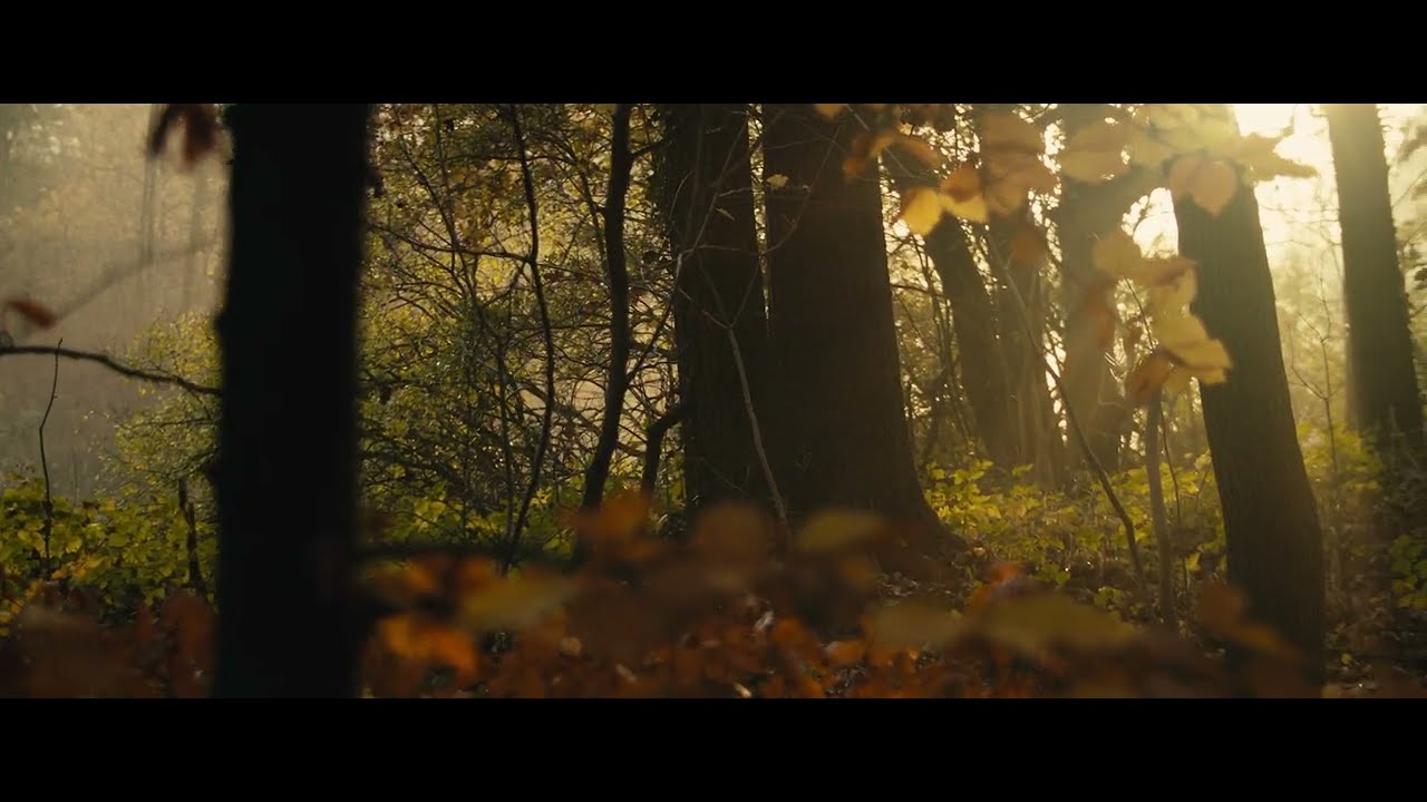 November Forest | BMPCC original / OG + Metabones 0.58x Speedbooster - Film Emulation