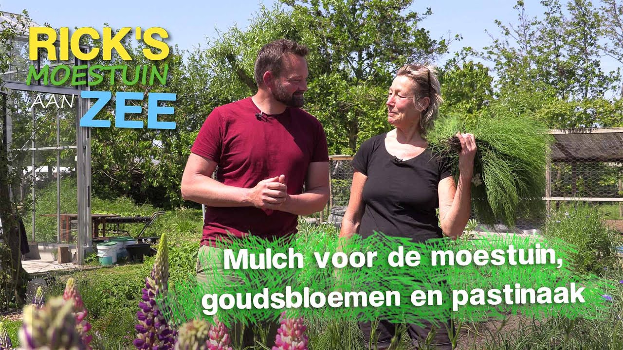 Hoe maak je mulch voor de moestuin? Alles over goudsbloemen en pastinaak | Ricks Moestuin Aan Zee