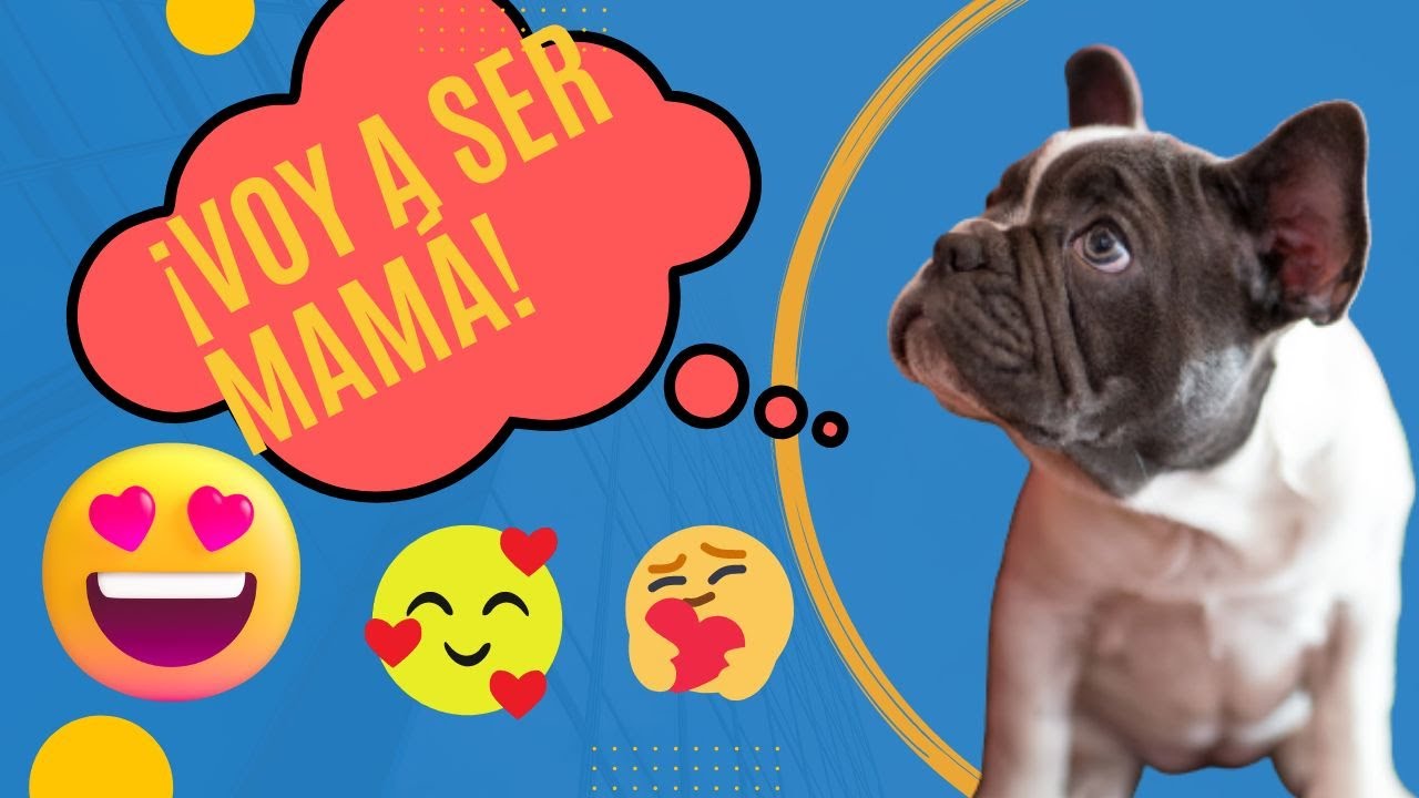 EMBARAZO de Bulldos Franceses🐶🐕 Todo lo que debes saber REVELADO en este vídeo