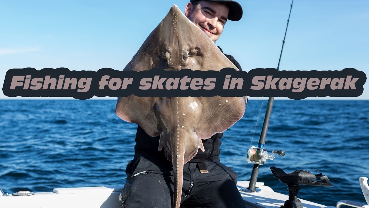 Hvitskate i Skagerak (Skatefishing in Skagerak, Norway)