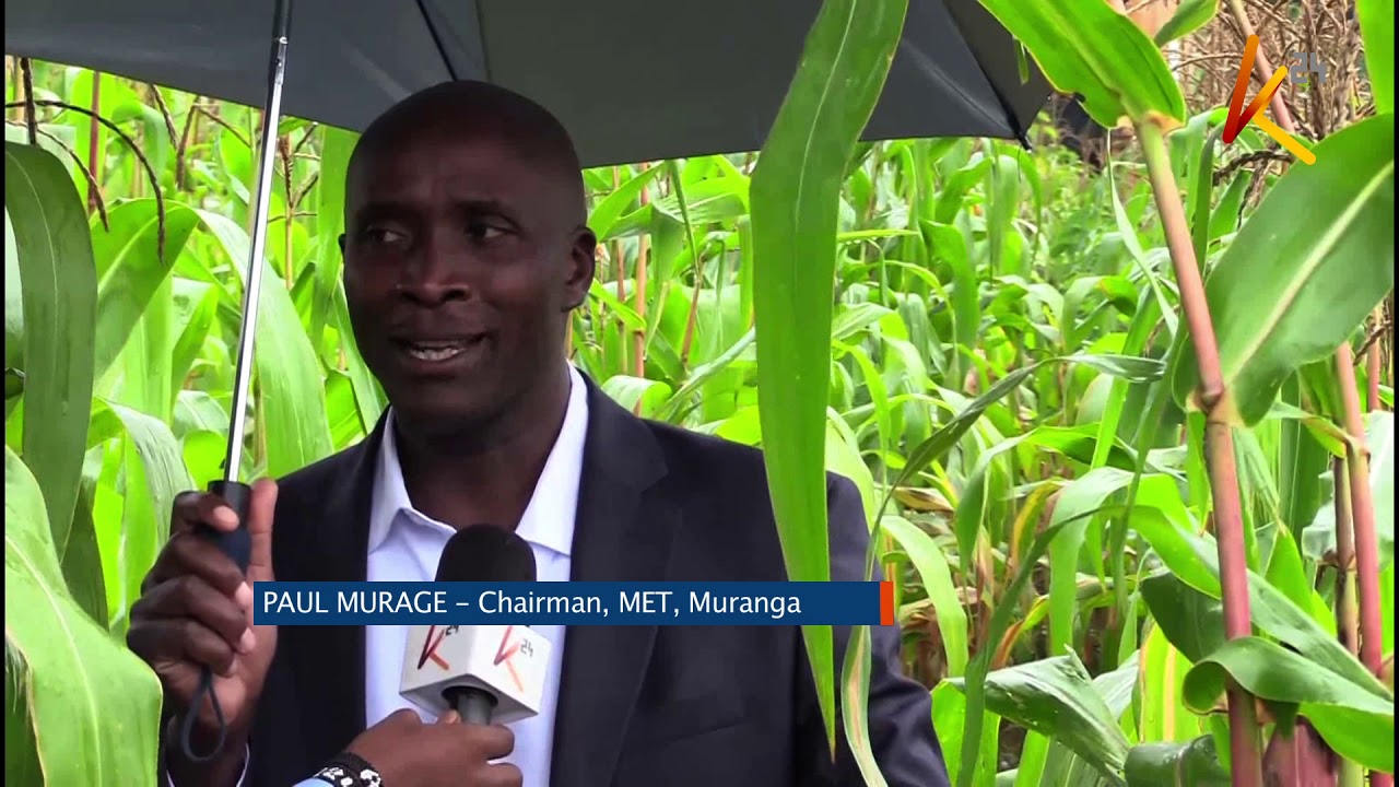 Murang&rsquo;a maize farmers urged not to harvest crop