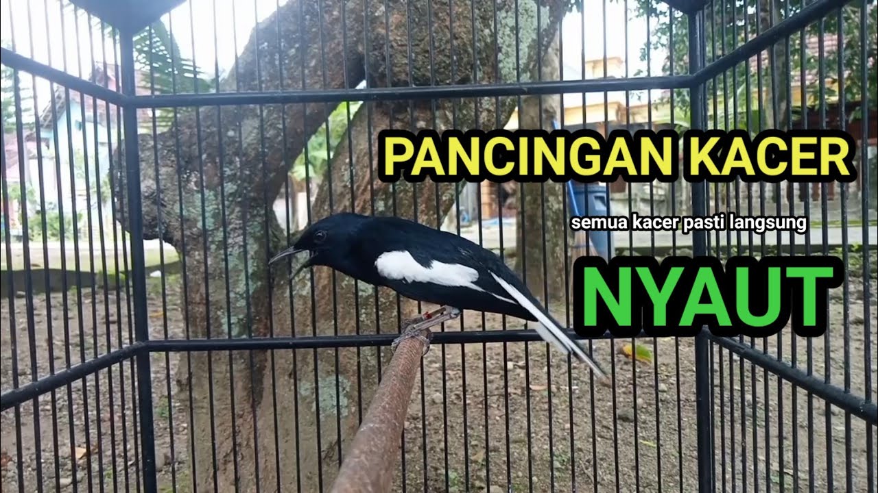Kacer GACOR ngeplong KONSLET Tarung ini Paling Ampuh untuk PANCINGAN KACER agar EMOSI..