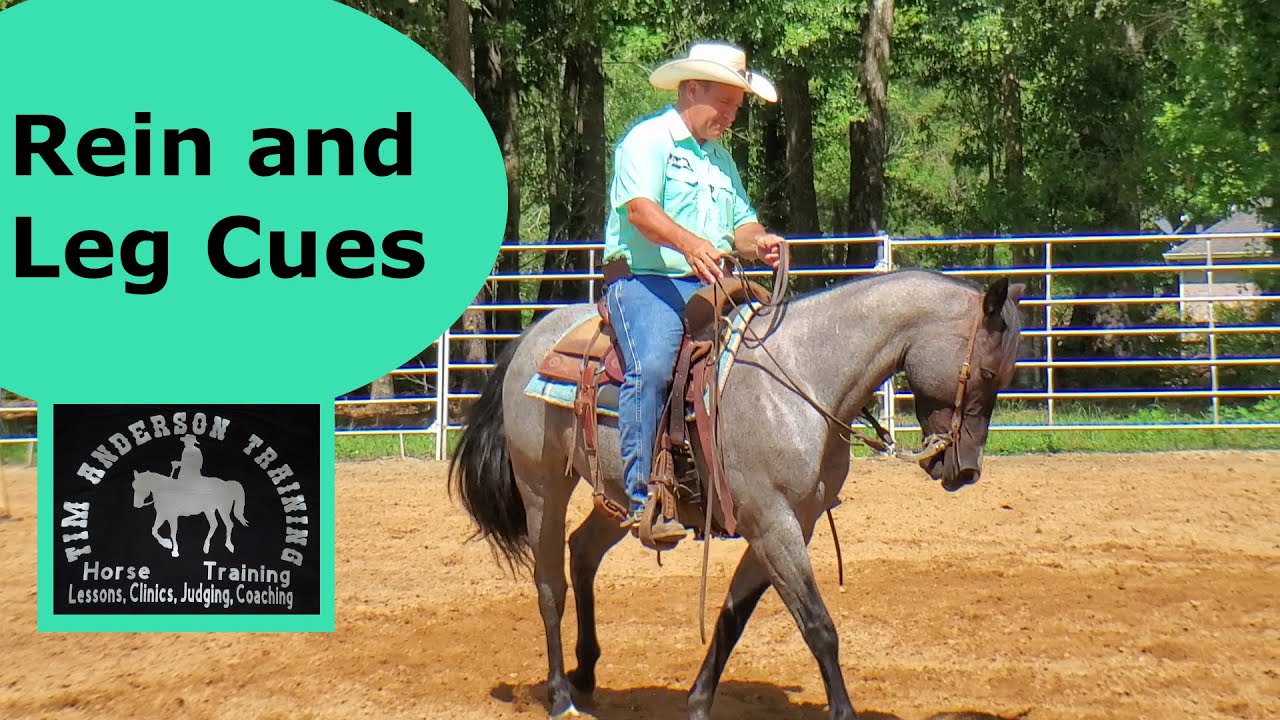 How different rein pulls and legs cues effect how the horse moves