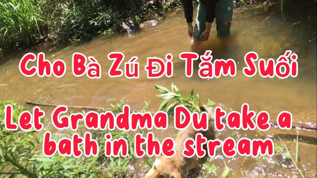 Cho Bà Zú Đi Tắm Suối 🌊🌊🌊Mrs. Du went to the stream to bathe