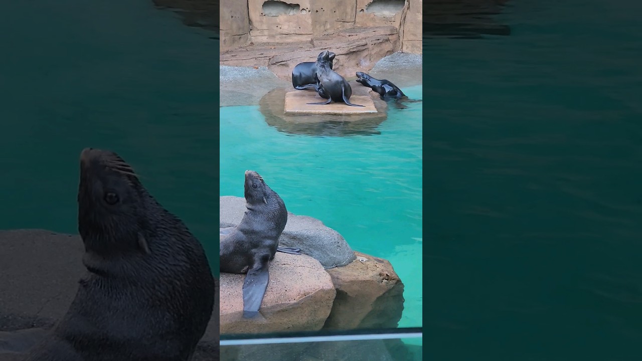 A rockstar in a seal's body 🦭 Vancouver Aquarium 🇨🇦