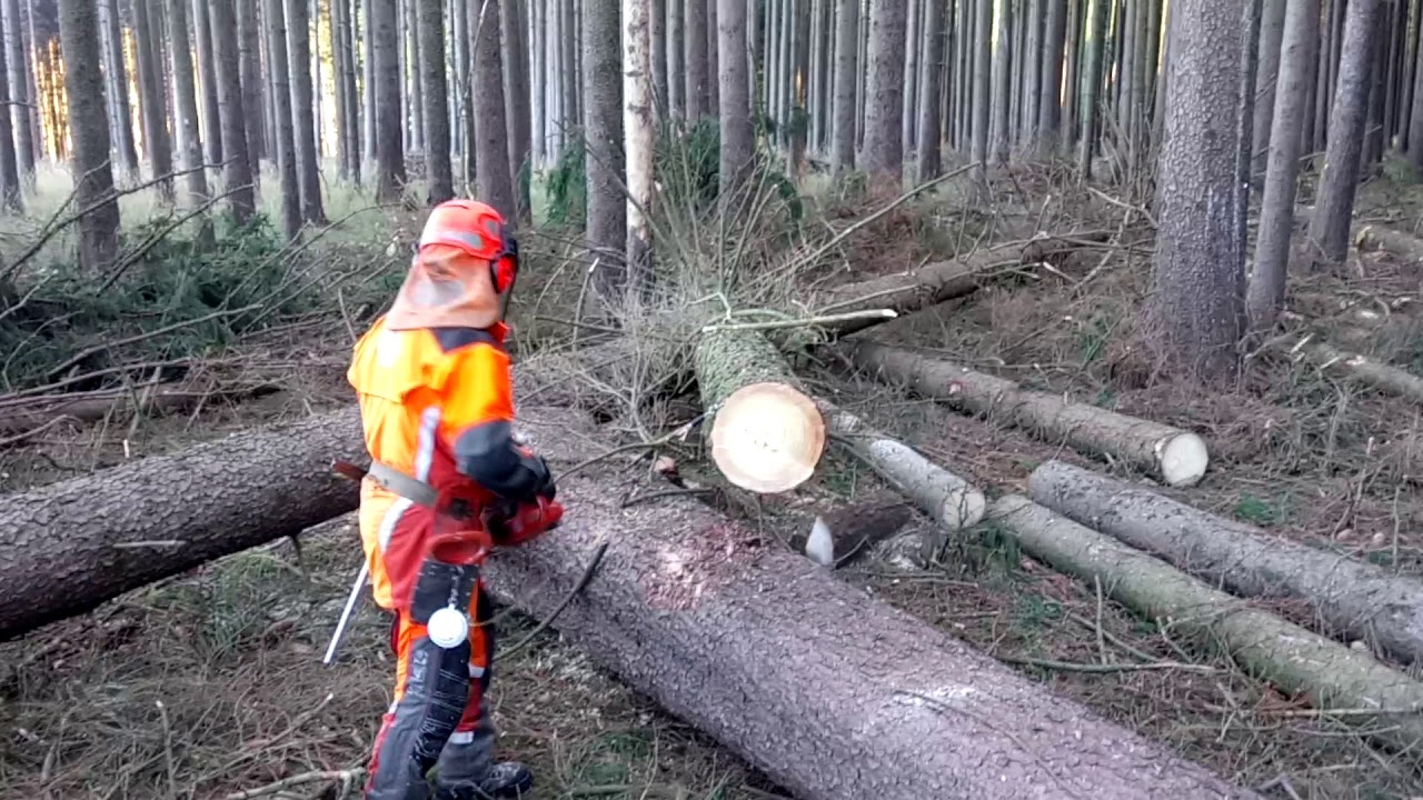 Husqvarna 572 XP SUPER FELLING!!! PROFESSIONAL FELLING!!!