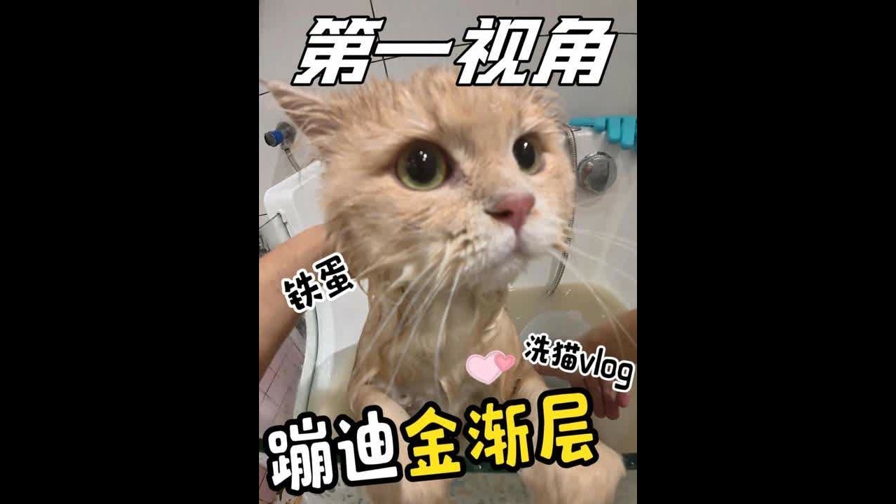 沉浸体验月负8万男大的洗猫VLOG #喵惊喜 #第一视角 #万物可爱计划 #晒出你的猫凝时刻