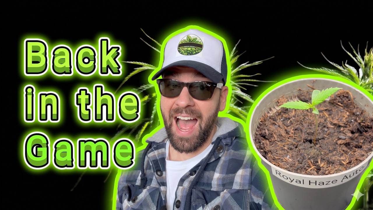 Cannabis Grow Tagebuch 🌱 Royal Haze Automatic keimt! Licht, Luftfeuchte & VPD optimieren